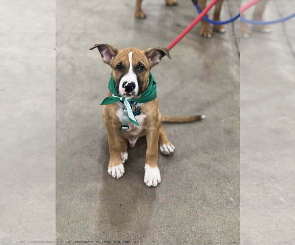 Medium Photo #1 Boxer-Unknown Mix Puppy For Sale in Dana Point, CA, USA