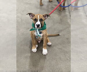 Boxer-Unknown Mix Dogs for adoption in Dana Point, CA, USA
