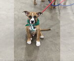 Luke - Male Boxer-Unknown Mix Dog for Adoption - Small photo