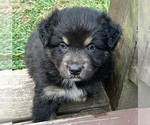 Small #3 Australian Shepherd