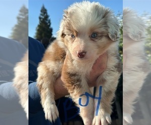 Australian Shepherd Puppy for sale in SELMA, CA, USA