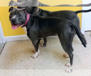 Mutt Dogs for adoption in York, SC, USA