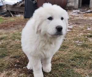 Great Pyrenees Puppy for sale in PRESCOTT, WA, USA