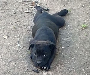 American Pit Bull Terrier-Bullypit Mix Puppy for sale in WACO, TX, USA