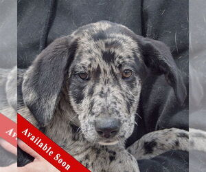 Australian Shepherd-Catahoula Leopard Dog Mix Dogs for adoption in Huntley, IL, USA