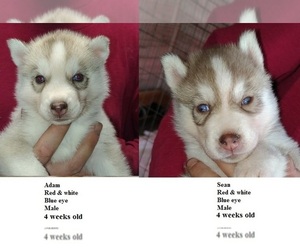 Siberian Husky Puppy for sale in HEPPNER, OR, USA