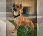 Small #1 Chihuahua-Tibetan Spaniel Mix