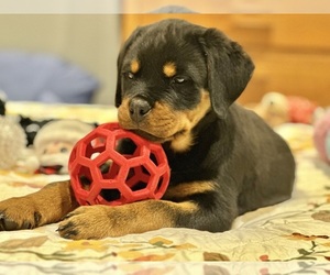 Rottweiler Puppy for sale in KENT, WA, USA