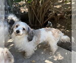 Small Photo #2 Lhasa-Poo Puppy For Sale in Dana Point, CA, USA
