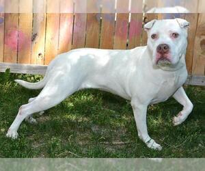 American Pit Bull Terrier Dogs for adoption in West Valley, UT, USA