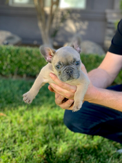 French Bulldog Puppy for sale in YUBA CITY, CA, USA
