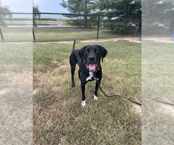 Medium Photo #3 Retriever -Unknown Mix Puppy For Sale in Evansville, IN, USA