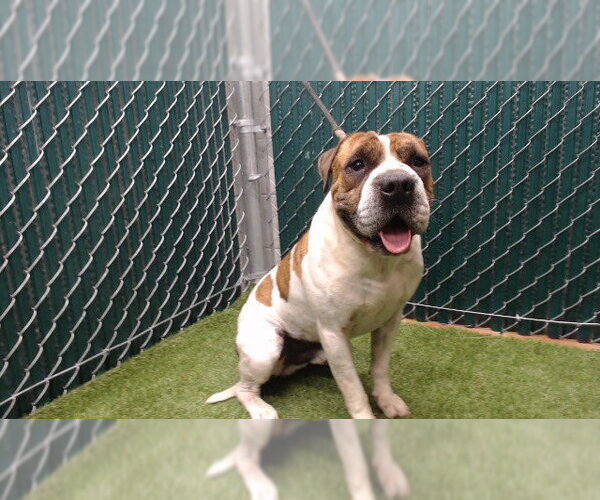 Medium Photo #1 American Staffordshire Terrier-Chinese Shar-Pei Mix Puppy For Sale in Downey, CA, USA