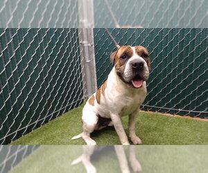 American Staffordshire Terrier-Chinese Shar-Pei Mix Dogs for adoption in Downey, CA, USA