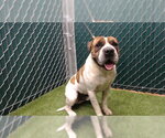 Small American Staffordshire Terrier-Chinese Shar-Pei Mix