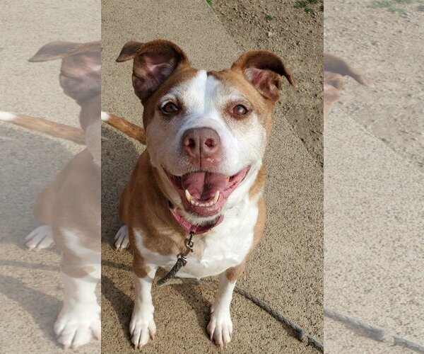 Medium Photo #2 Mutt Puppy For Sale in Bardstown, KY, USA