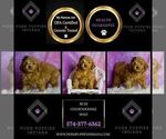 Small Photo #56 Goldendoodle (Miniature) Puppy For Sale in WARSAW, IN, USA
