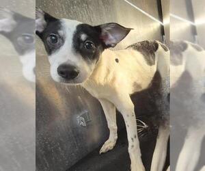 Italian Greyhound-Unknown Mix Dogs for adoption in San Antonio, TX, USA
