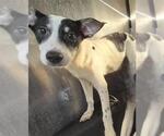 PARKER - Male Italian Greyhound-Unknown Mix Dog for Adoption - Small photo