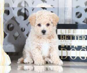 Yorkie-Poo Puppy for sale in MOUNT VERNON, OH, USA