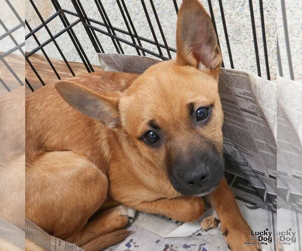 Medium Photo #2 Mutt Puppy For Sale in Washington, DC, USA