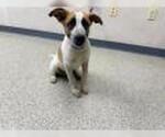 Small Texas Heeler Mix