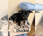 Small #1 Rottweiler Mix