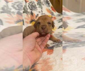 Boxer Mix Dog for Adoption in Holly Springs, North Carolina USA