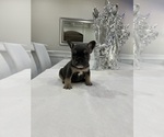 Small Photo #2 French Bulldog Puppy For Sale in FAIRBURN, GA, USA