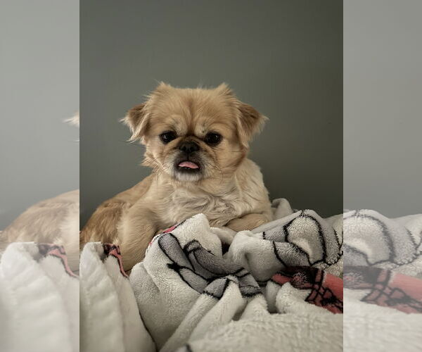 Medium Photo #6 Pekingese Puppy For Sale in St. Louis Park, MN, USA