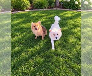 SPONSOR OR FOSTER ME - Bentley - Male Pomeranian-Unknown Mix Dog for Adoption - Photo #4
