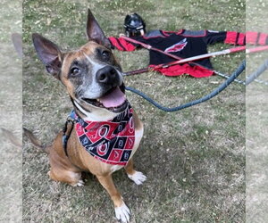 Edwin - Male Boxer-Unknown Mix Dog for Adoption - Photo #5