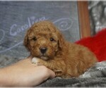 Small Photo #1 Aussie-Poo Puppy For Sale in CLEARWATER, FL, USA