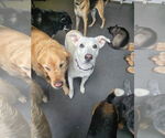 Small #4 Labrador Retriever Mix