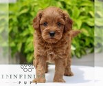 Small #3 Cavapoo