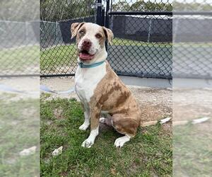 Catahoula Bulldog Dogs for adoption in Naples, FL, USA