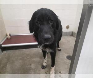 Medium Great Pyrenees Mix