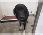 Small Great Pyrenees Mix