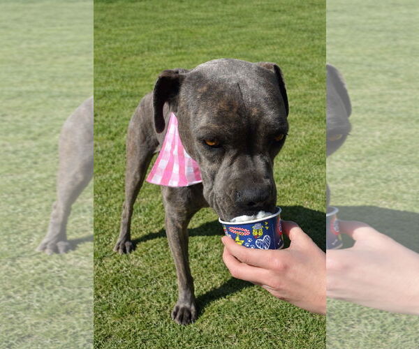 Medium Photo #7 Mutt Puppy For Sale in La Verne, CA, USA