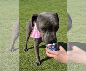 Freesia - Female Mutt Dog for Adoption - Photo #7