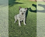 Small Photo #1 Australian Cattle Dog Puppy For Sale in BRIGGSDALE, CO, USA