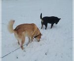 Small #2 Labrador Retriever Mix