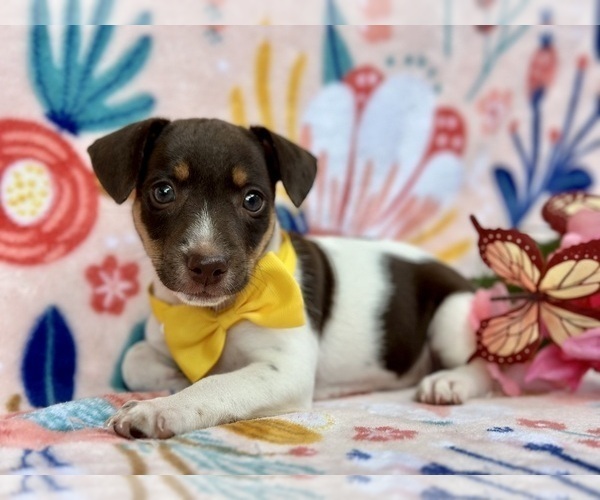Medium Photo #3 Jack Russell Terrier Puppy For Sale in LANCASTER, PA, USA