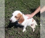 Small Photo #55 Basschshund Puppy For Sale in San Antonio, TX, USA