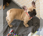 Small Photo #8 French Bulldog Puppy For Sale in MILWAUKEE, WI, USA