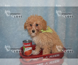 Poodle (Toy) Puppy for sale in SANGER, TX, USA