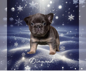 French Bulldog Puppy for Sale in OKLAHOMA CITY, Oklahoma USA