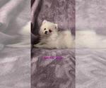 Puppy Arwen Pomeranian