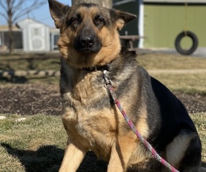 German Shepherd Dog Puppy for sale in LANCASTER, PA, USA