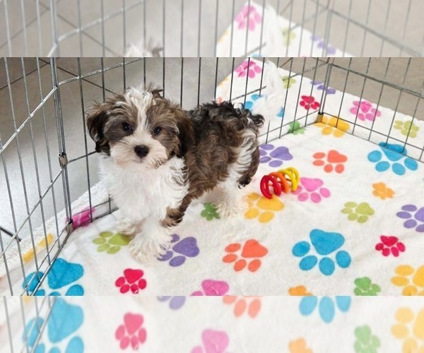 Medium Photo #2 Havashire Puppy For Sale in ORO VALLEY, AZ, USA